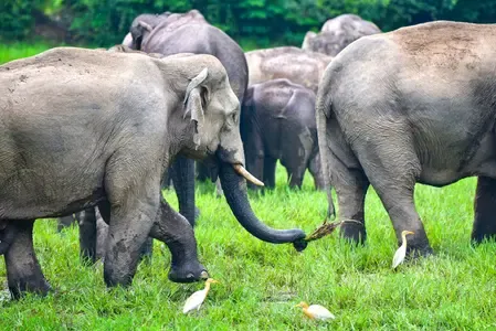 PM Modi spotlights Assam conservation: elephants back, pygmy hogs cross 190