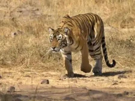 Why is the elusive tiger continuing to kill cattle in Telangana's Siddipet district?