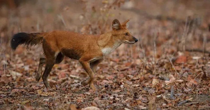 Endangered Dhole Returns to Kaziranga–Karbi Anglong Landscape