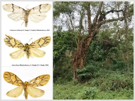 Minister Bhupender Yadav Commends the Discovery of Two New Lichen Moth Species