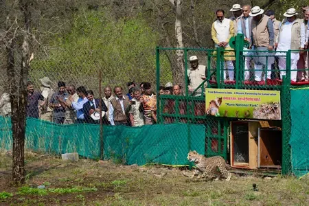 Union Minister Bhupender Yadav Introduces Nine Cheetahs from Botswana to Kuno National Park