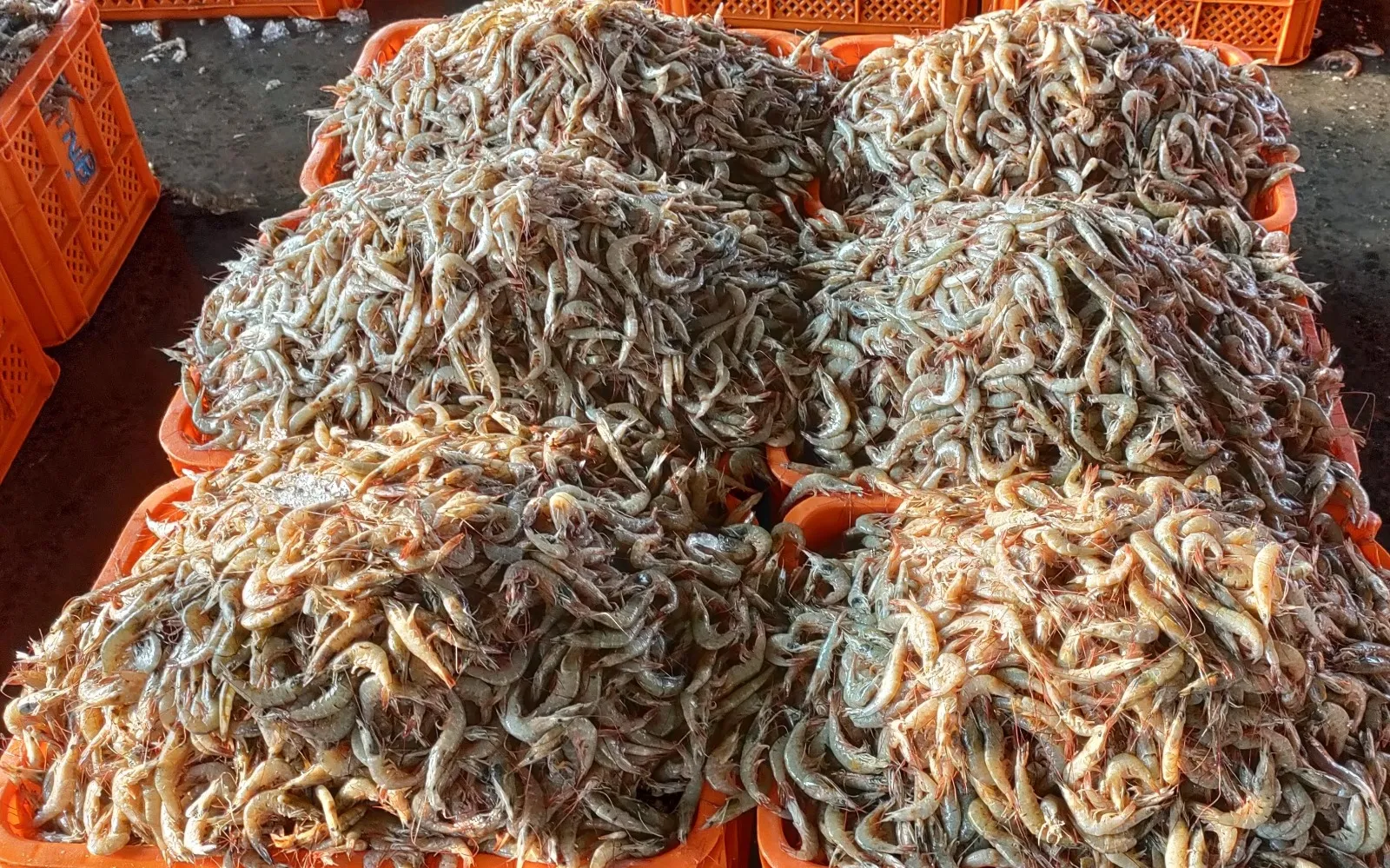 Did the EU Just Approve 102 New Indian Fishery Establishments for Exports?