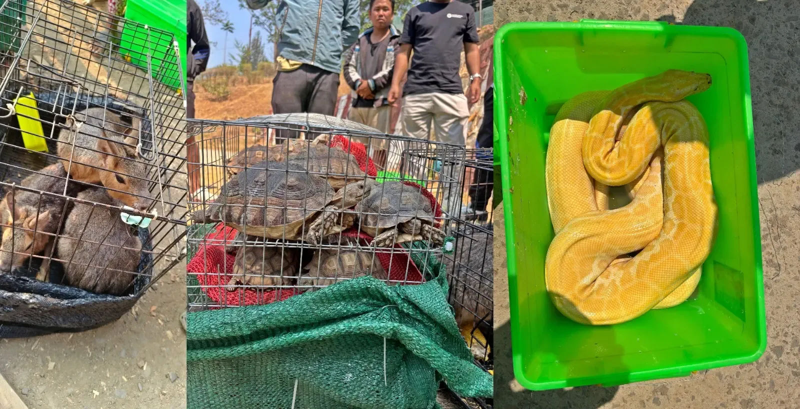 Seizure of Exotic Wildlife in Mizoram Leads to Arrest of Three Myanmarese