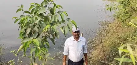 How has Farmer Amarendra Achieved Success in Pigeon-Pea Cultivation?