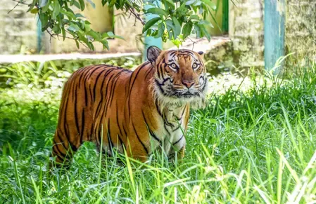 Was a Farmer Killed by a Tiger in Mysuru, Karnataka?