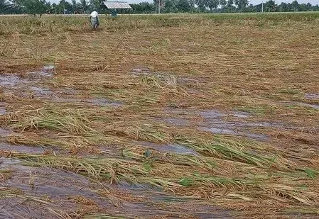 Why Are Farmers in TN's Cauvery Delta Waiting for Crop Damage Assessments?