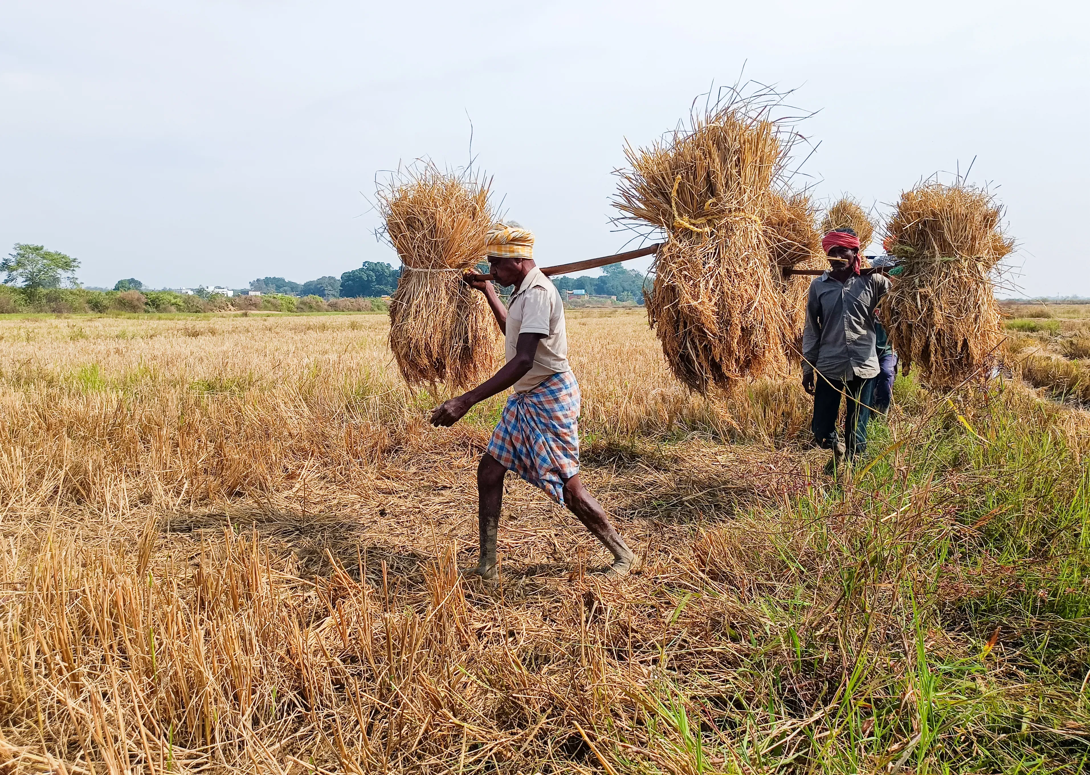 Is Farmers’ Welfare a Priority? Odisha Revamps Kharif Paddy Procurement
