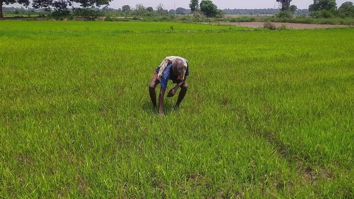 Are Samba Farmers in Tiruchi, TN, Facing Fertiliser Shortages?