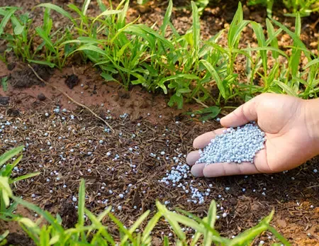 Government Confirms Sufficient Fertiliser Stock for Farmers' Needs