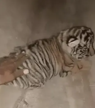What Happened When a Man Approached Tiger Cubs at Ranthambore National Park?