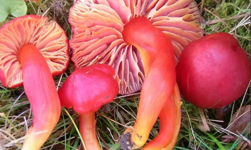 First 1,300 Fungi Listed on IUCN Red List Highlight Intensifying Threats