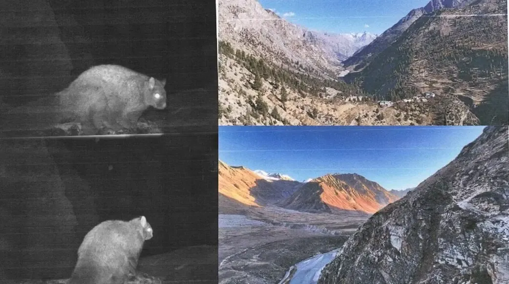 Historic Capture of Woolly Flying Squirrel in Himachal