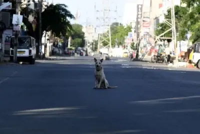 Why Were Five Children Attacked by a Stray Dog in K'taka's Kalaburagi?