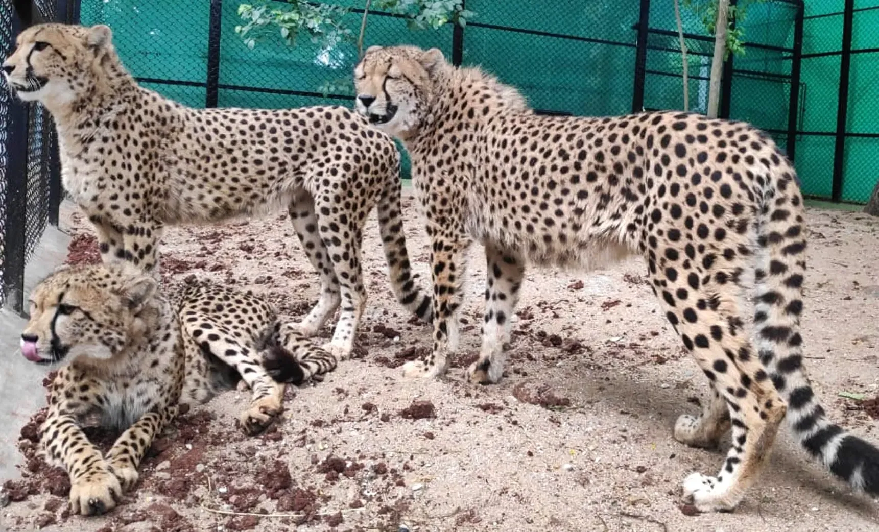Today Marks the Release of Five More Cheetahs into KNP