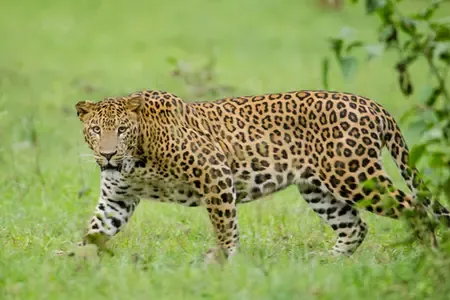 Was a Five-Year-Old Boy Mauled to Death by a Leopard in Valparai, TN?