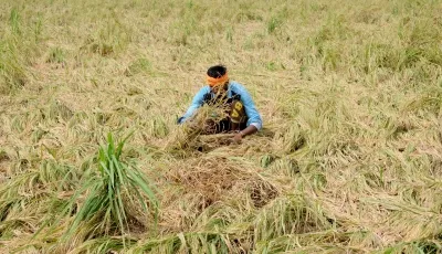 Will Flood-Hit Farmers in Punjab Receive Free Wheat Seeds?