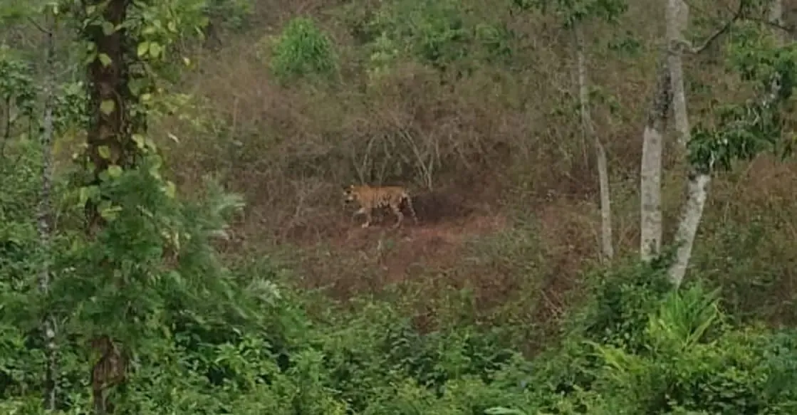 Kerala's Forest Department Reinitiates Tiger Tranquilisation in Idukki
