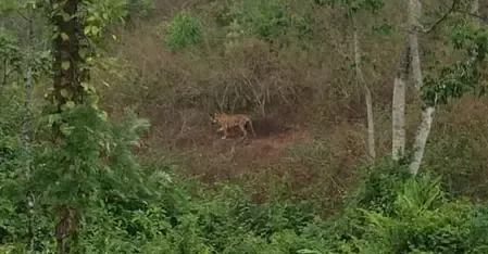 Kerala's Forest Department Reinitiates Tiger Tranquilisation in Idukki