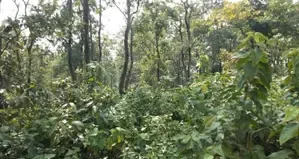 CAG Report Exposes Misuse of Forest Funds in Uttarakhand