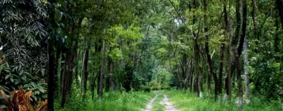 Should the NGT Adopt a ‘Holistic’ Approach to Forest Loss in NE?