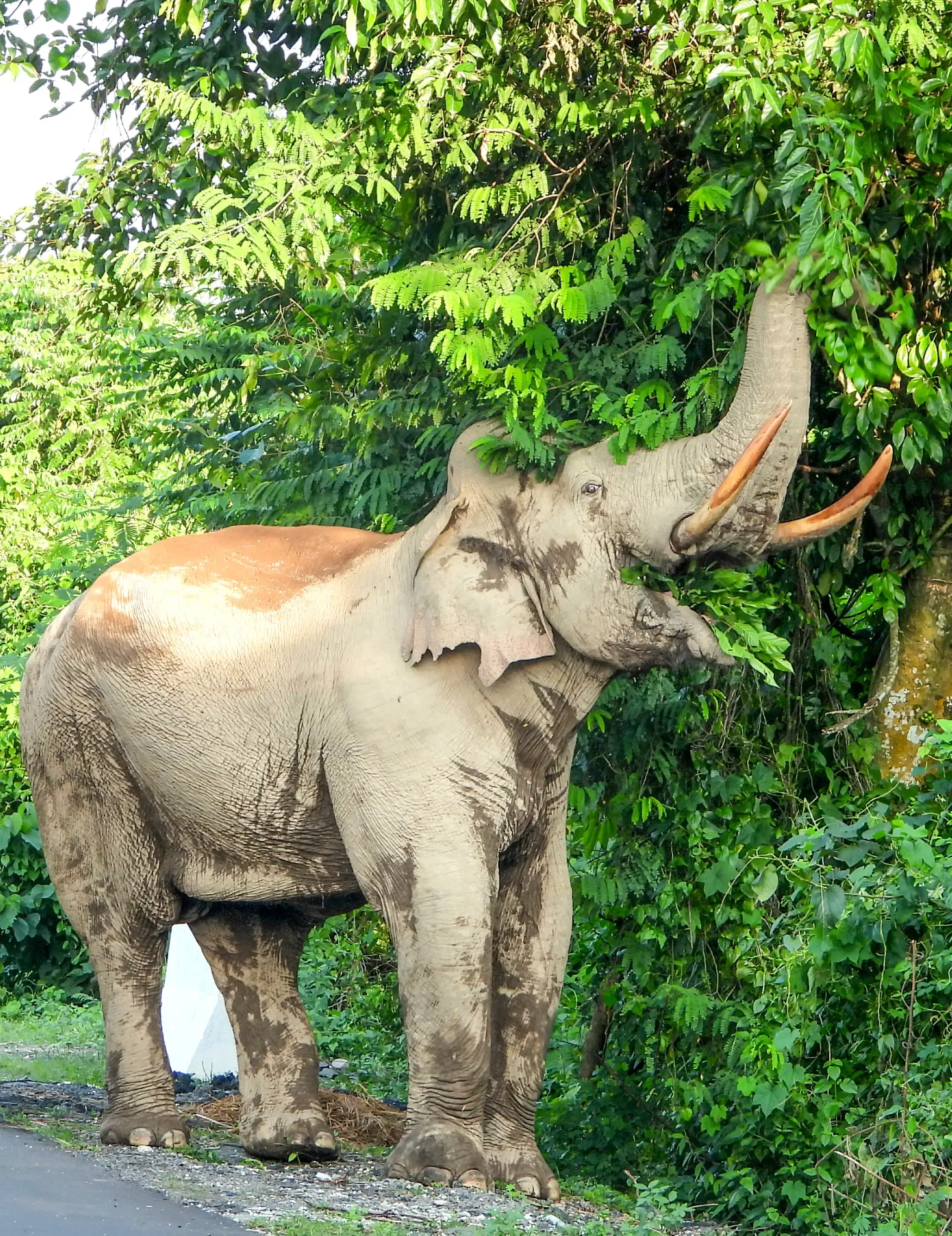 What Happened to the Forest Official in Kerala During the Tiger Census?