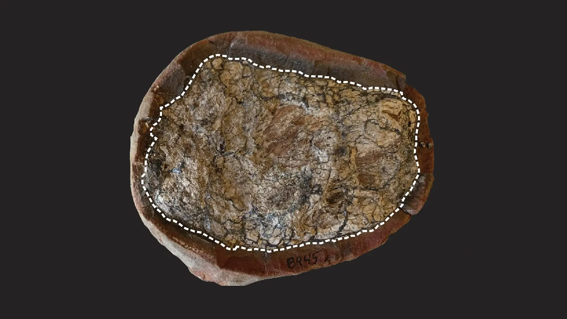 How do fossilized feces illuminate prehistoric worlds?