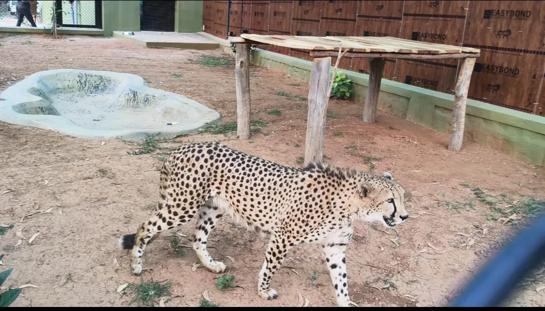 Bengaluru Welcomes Four African Cheetahs: A Milestone for Conservation