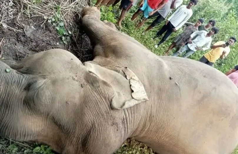 Why Are Elephants Dying in Jharkhand's Kolhan Division?