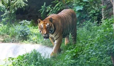 Nepal tiger population hits 429 in 2026, up from 121 in 2009