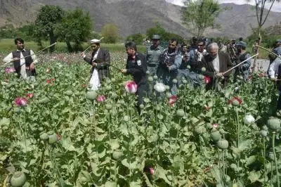 Taliban blames neighbours for drug surge as UNODC flags 'balloon effect'