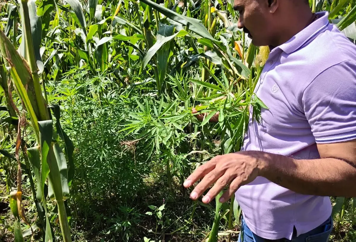 Gujarat police seize 475 kg ganja hidden in cotton fields, four arrested in Sabarkantha