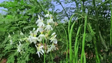 गर्मियों में सहजन का सेवन: पाचन सुधारने और इम्युनिटी बढ़ाने का प्राकृतिक उपाय