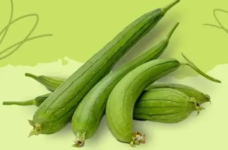 गर्मियों में लाभदायी तुरई का सेवन, पेट साफ तो हाइड्रेट रहेगा शरीर 