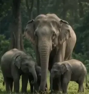 Gaurav Gogoi demands records on transfer of 5 Assam elephants to Tamil Nadu