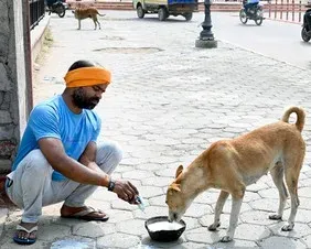 GCC expands community dog feeding network to 40 spots across Chennai
