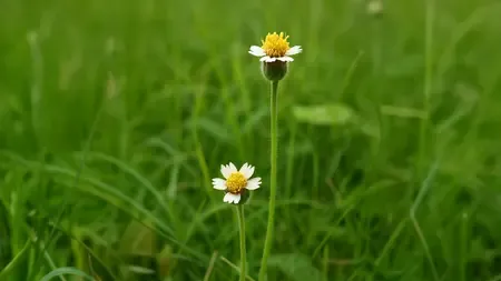 घमरा : आयुर्वेद की वो जड़ी-बूटी जो शरीर को अंदर से कर देगी क्लीन, जानिए फायदे