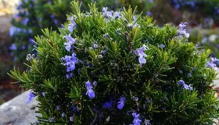 घर में लगाएं ये पौधा, मच्छर आसपास भी नहीं फटकेंगे