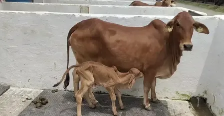 हरियाणा के करनाल स्थित राष्ट्रीय डेयरी अनुसंधान संस्थान को मिली बड़ी कामयाबी
