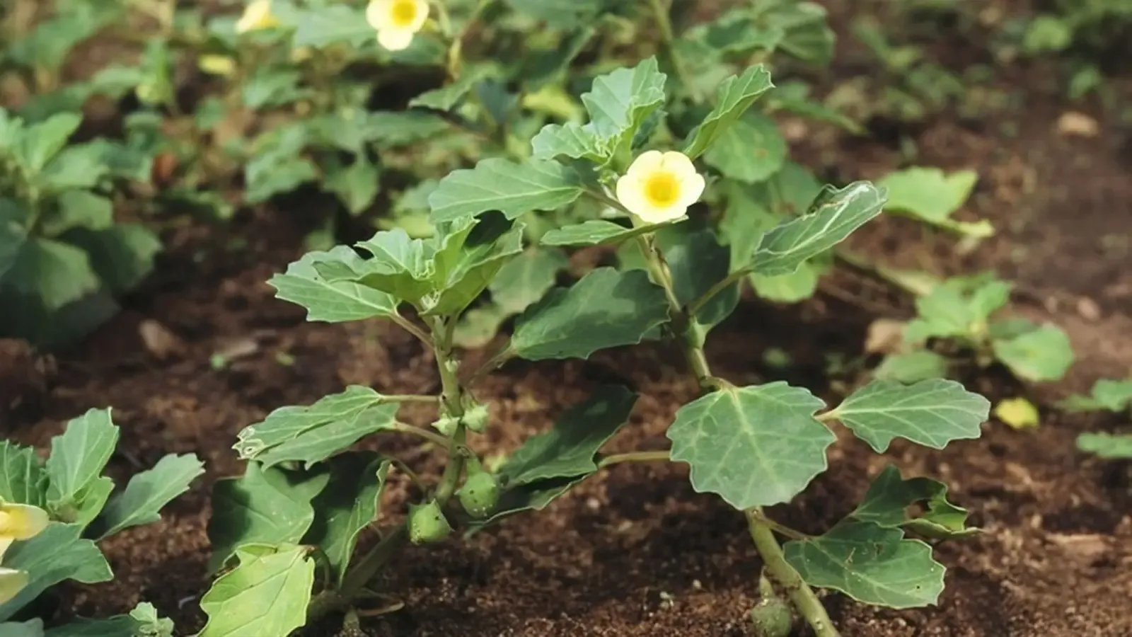 क्या गोखरू मूत्र और वात संबंधी रोगों का आयुर्वेदिक उपचार है? जानिए इसके फायदे