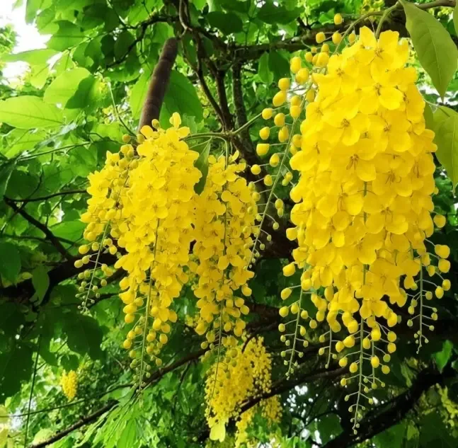 गोल्डन शॉवर ट्री: जानिए इसके अद्भुत औषधीय गुण और स्वास्थ्य लाभ