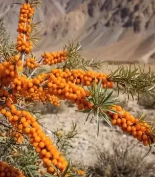 Piyush Goyal spotlights Ladakh's GI-tagged Sea Buckthorn as global wellness superfruit