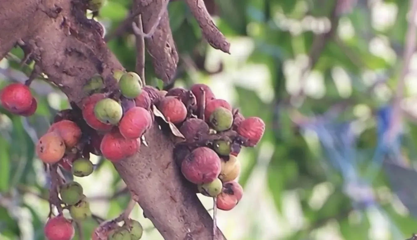 क्या गूलर के हर हिस्से में औषधीय गुण होते हैं, और यह उम्र बढ़ने की प्रक्रिया को कम कर सकता है?