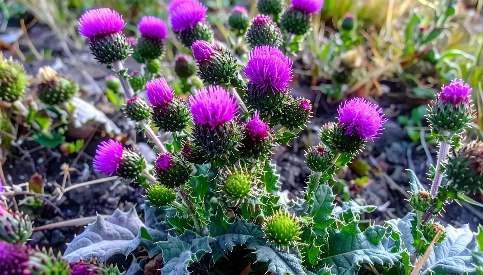 गोरखमुंडी: सिरदर्द से किडनी स्टोन तक के लिए एक प्रभावी प्राकृतिक उपचार