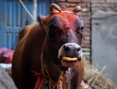 Gorakshaks Halt Container Allegedly Carrying Cows in Hyderabad