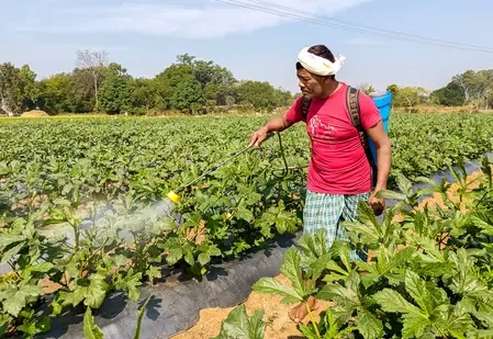 Government Increases Gas Supply, Boosts Urea Production by 23% Ahead of Kharif Season