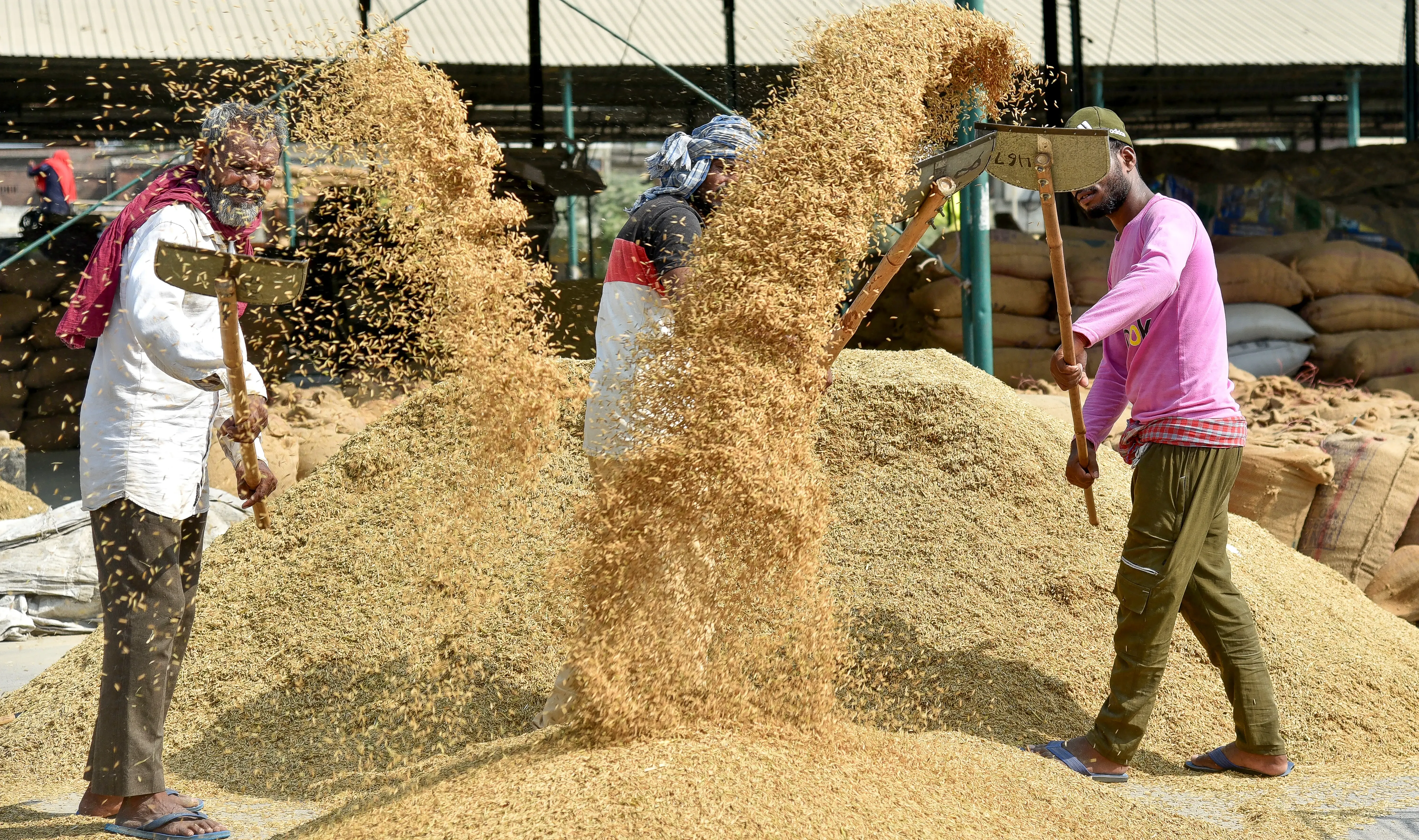 India's first Basmati organic training farm gets 70-year lease in Pilibhit, UP