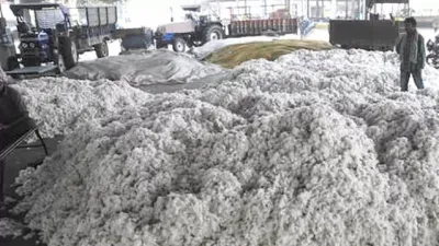 How is the Government Enhancing Cotton Procurement Efforts with 550 Centres?