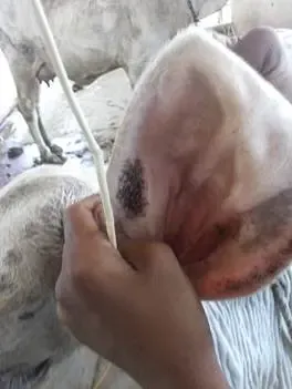 Govt standardises 3 traditional therapies to boost livestock health