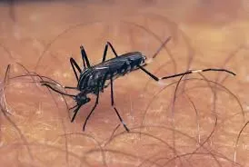 What is the Situation of West Nile Virus Infections in Greece?