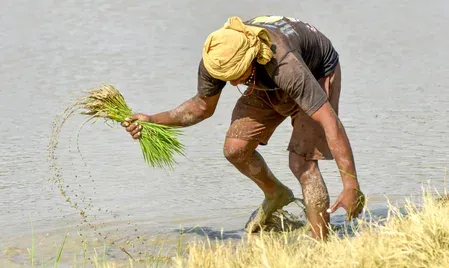 Cauvery Delta groundwater crisis threatens kuruvai paddy season in Tamil Nadu